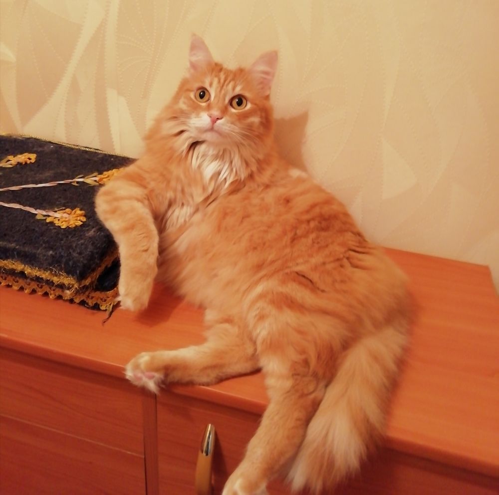 Рыжик Васильевич отдыхает.