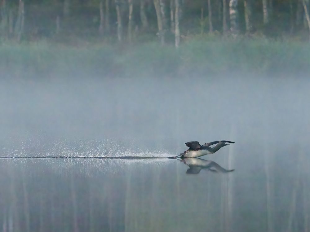 The Red-throated Diver