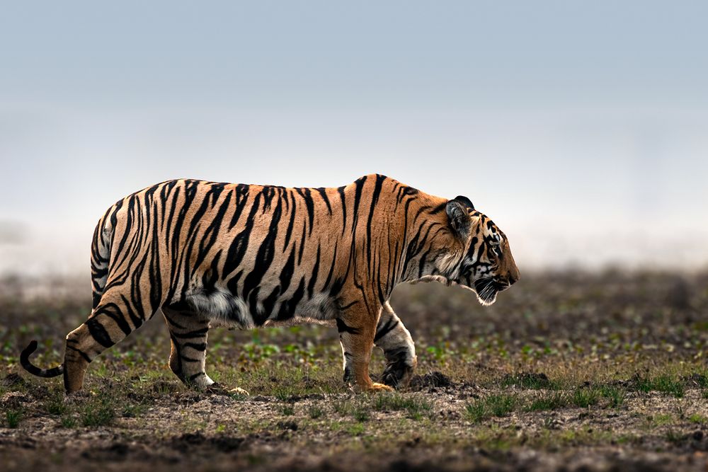 Photograph by NAVONILOY BHAUMIK