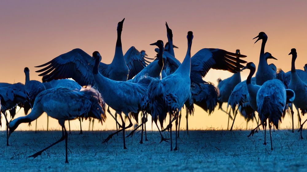 Cranes an early morning