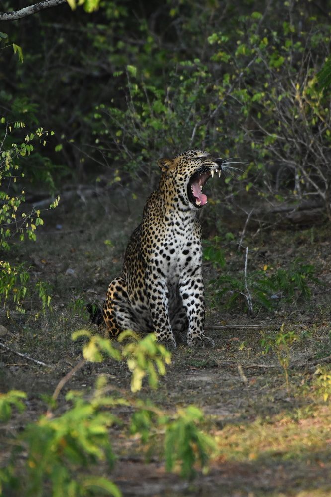 Фотография автора Randunu Jayasinghe