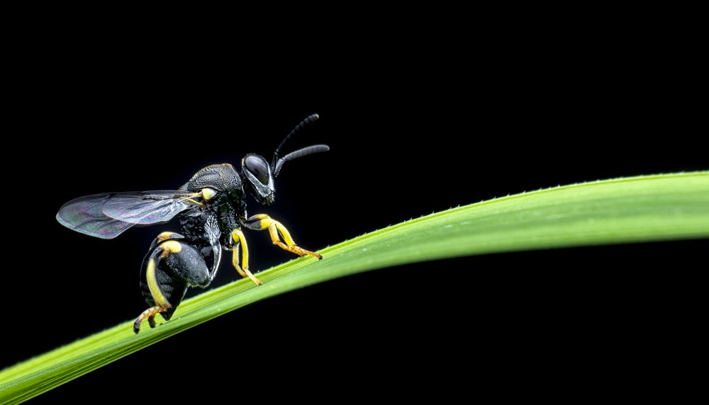 Brachymeria sp. Family- Chalcididae