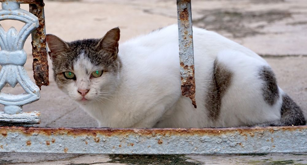 Photograph by Prabhu Viswanathan