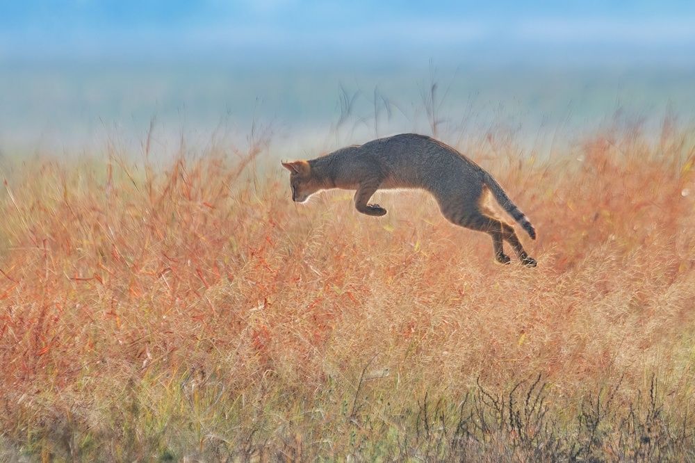 Photograph by Priyank Dhami