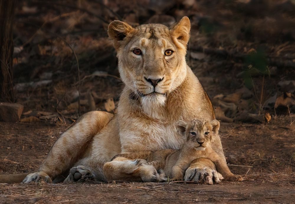 Photograph by Priyank Dhami