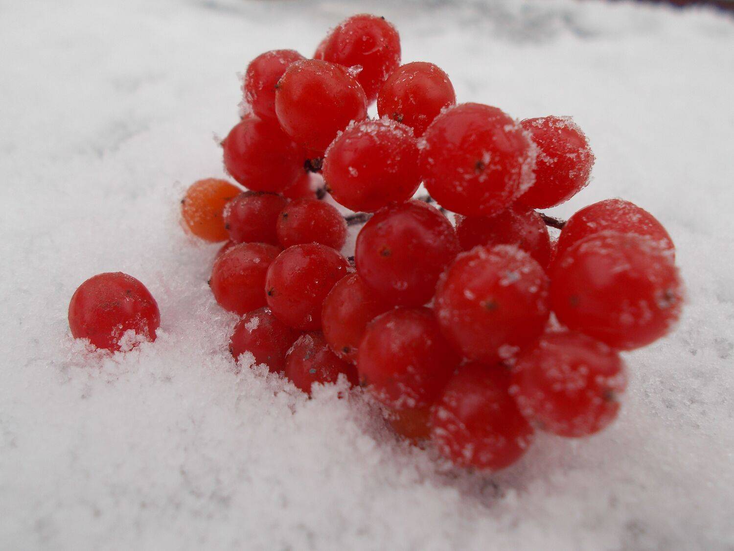Photo #6864000