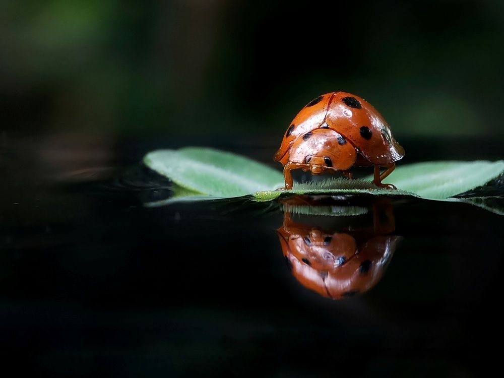 Photograph by Zaki Purnomo