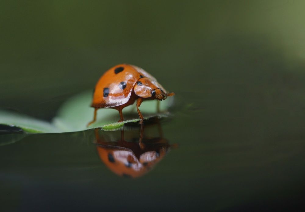 Photograph by Zaki Purnomo