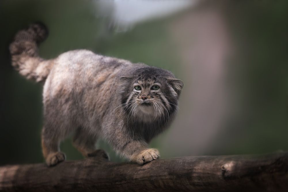 Manul