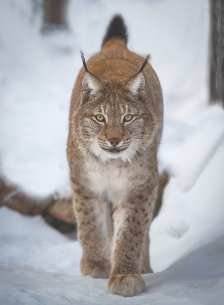 Bobcat