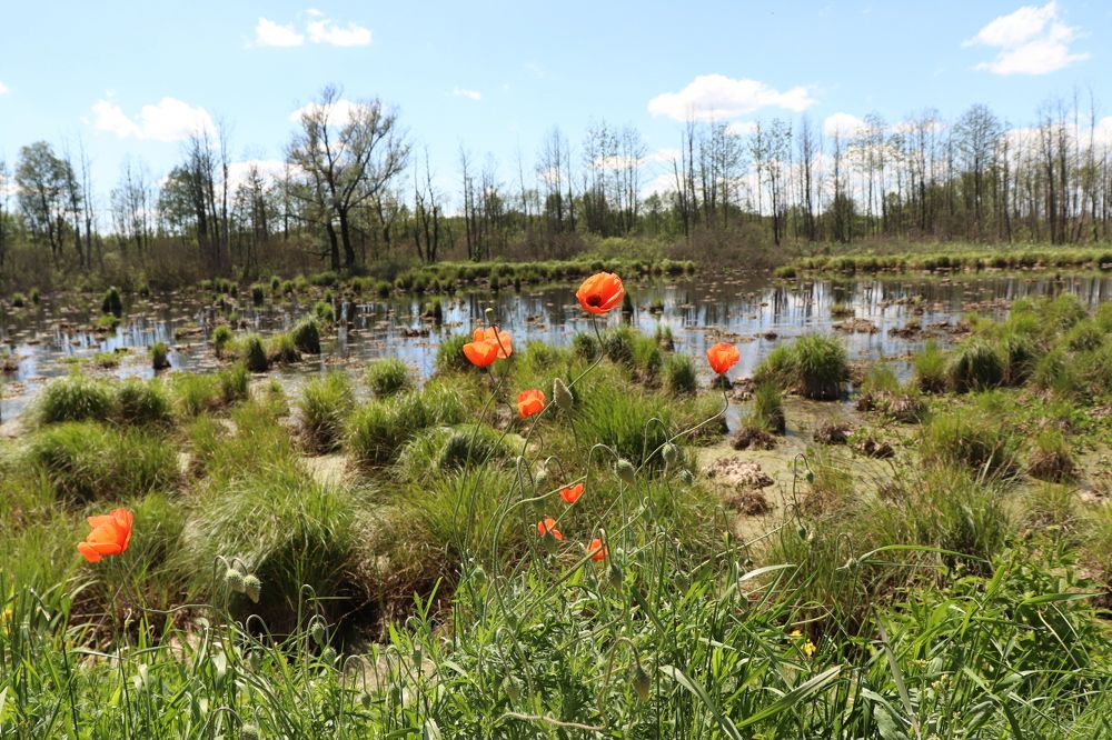 Photograph by Алексейчик Дмитрий