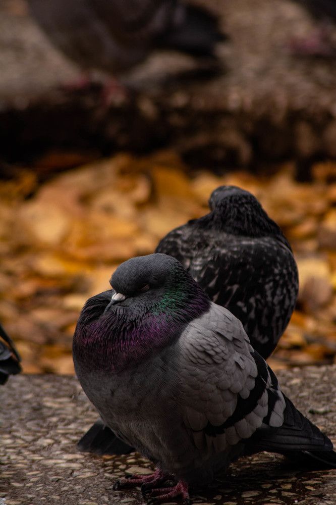Осенний город.
