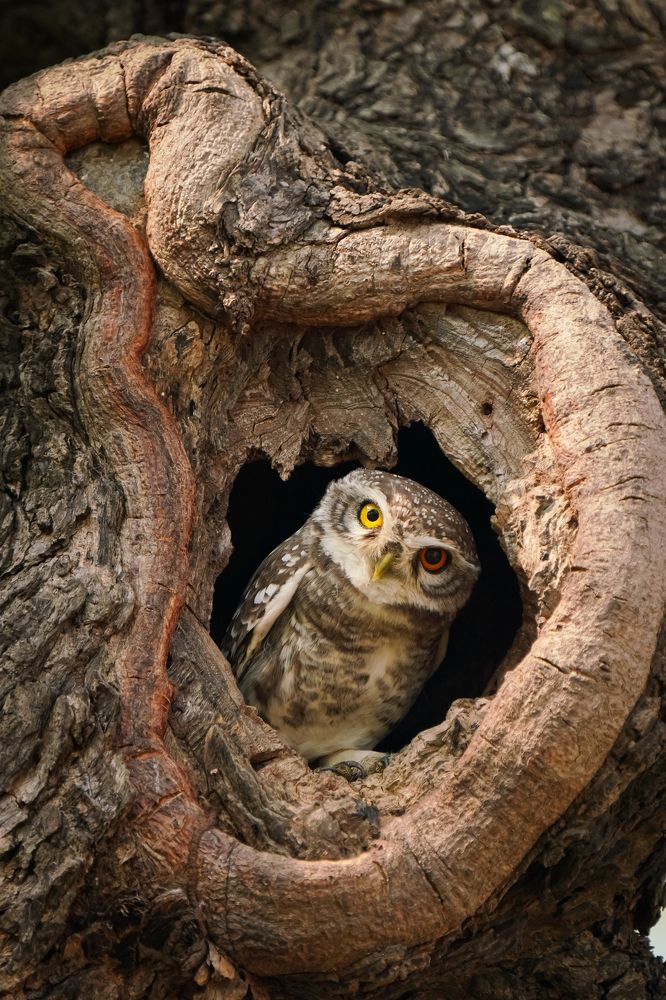 SPOTTED OWLET