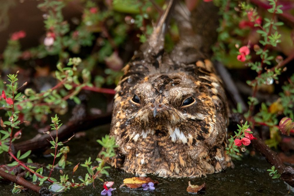 Photograph by Prasad Kn