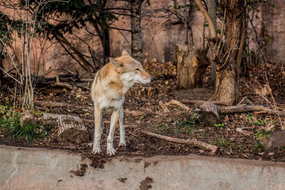 в мире волков)