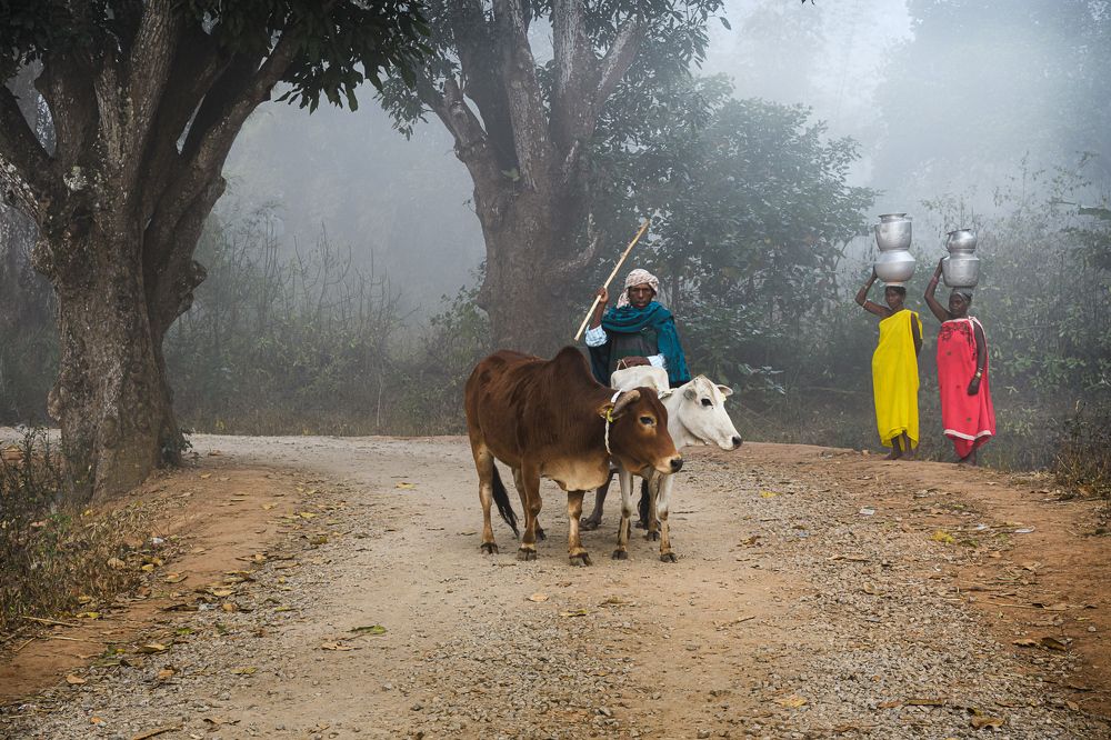 Photograph by Basavaraj M