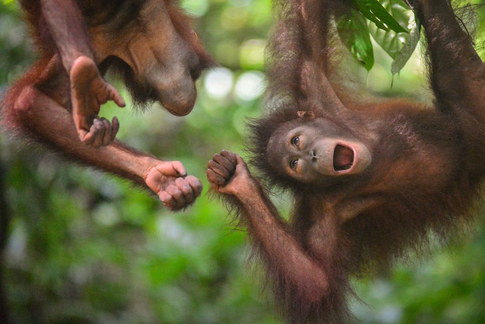 Orangutan Interaction