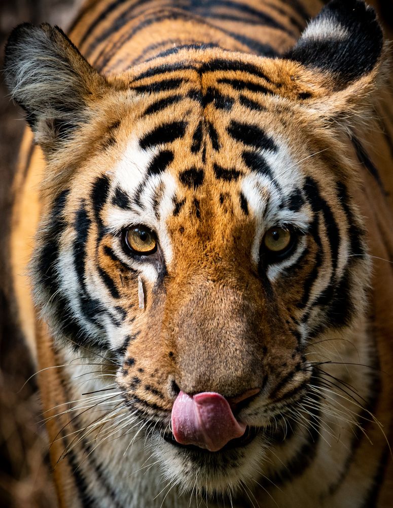 Photograph by Linto John