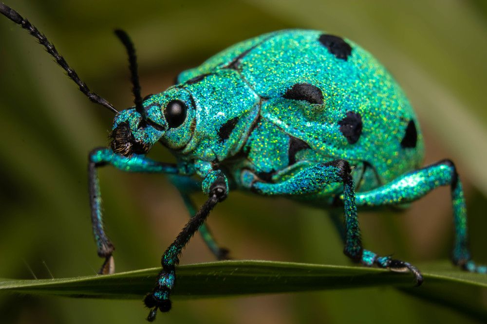Inseto cintilante