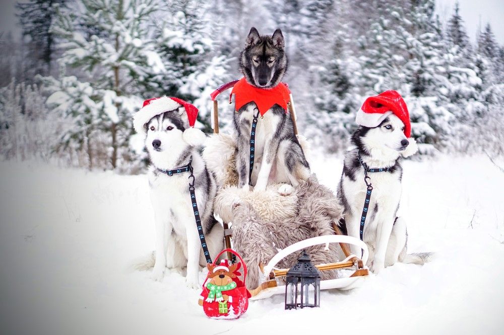 Photograph by Alin Ka