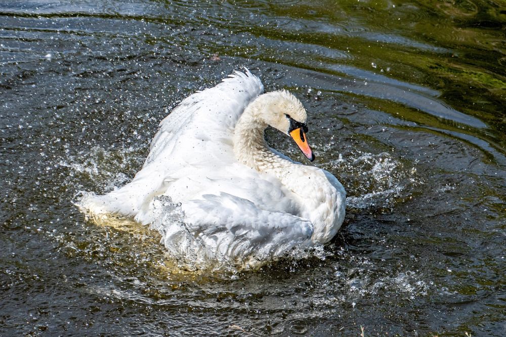 Photograph by Zsuzsa Décsi