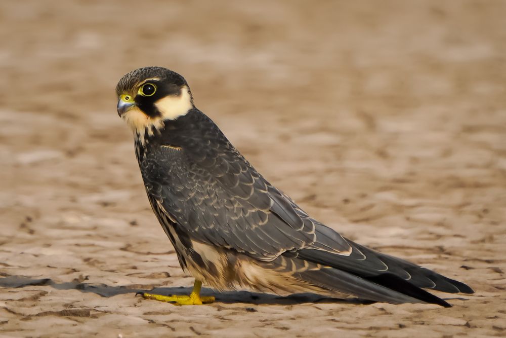 EURASIAN HOBBY