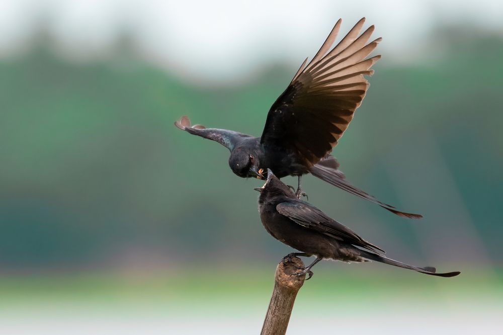 Black Drongo