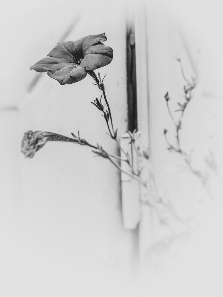 Photograph by Алёна Шматова