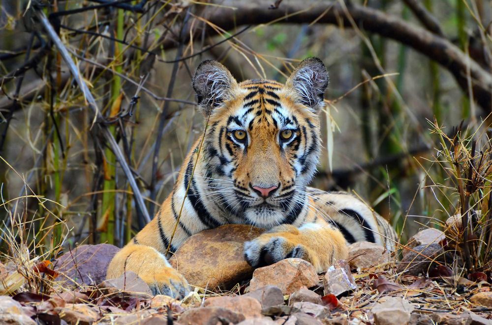 Photograph by Bhavik Thaker