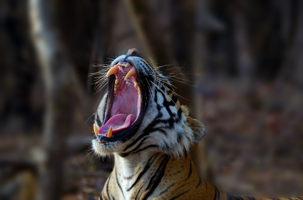 Photograph by Bhavik Thaker