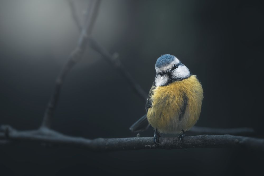 Photograph by Thomas de Franzoni