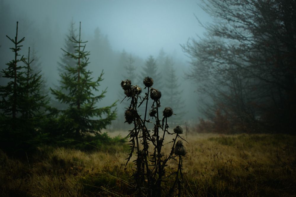 Photograph by Adam Widmer