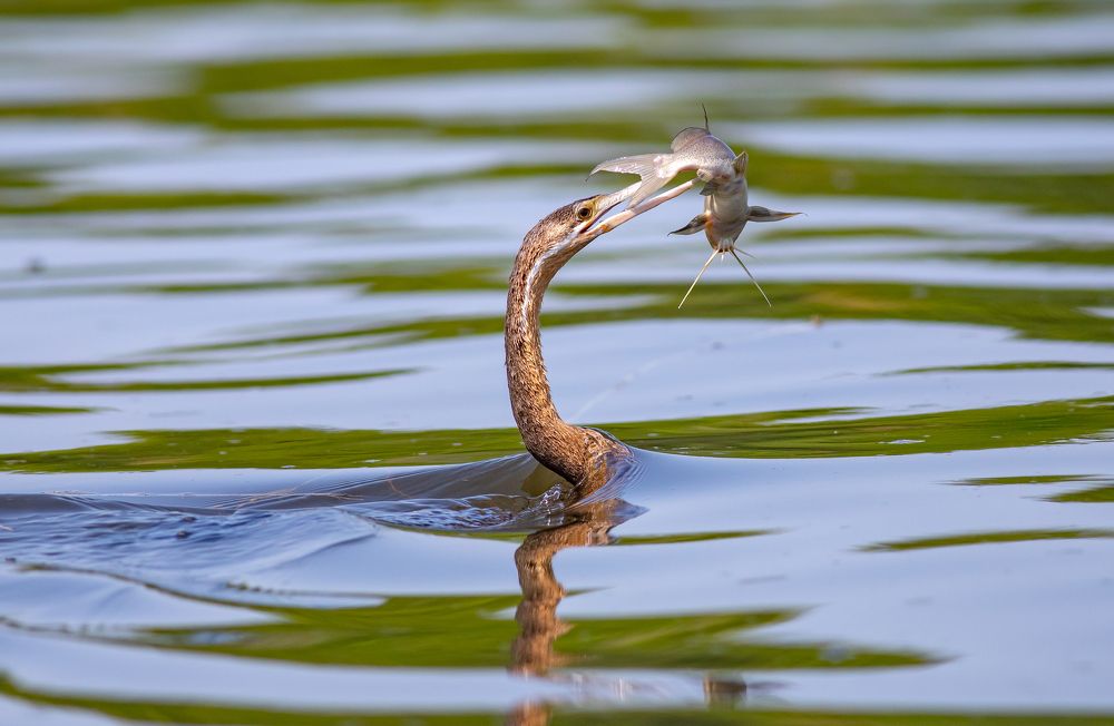 Photograph by Elena  Bobrova