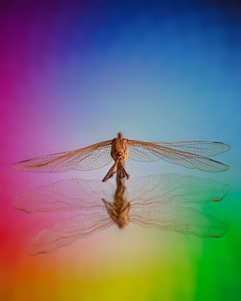 Photograph by iman hafezkhan