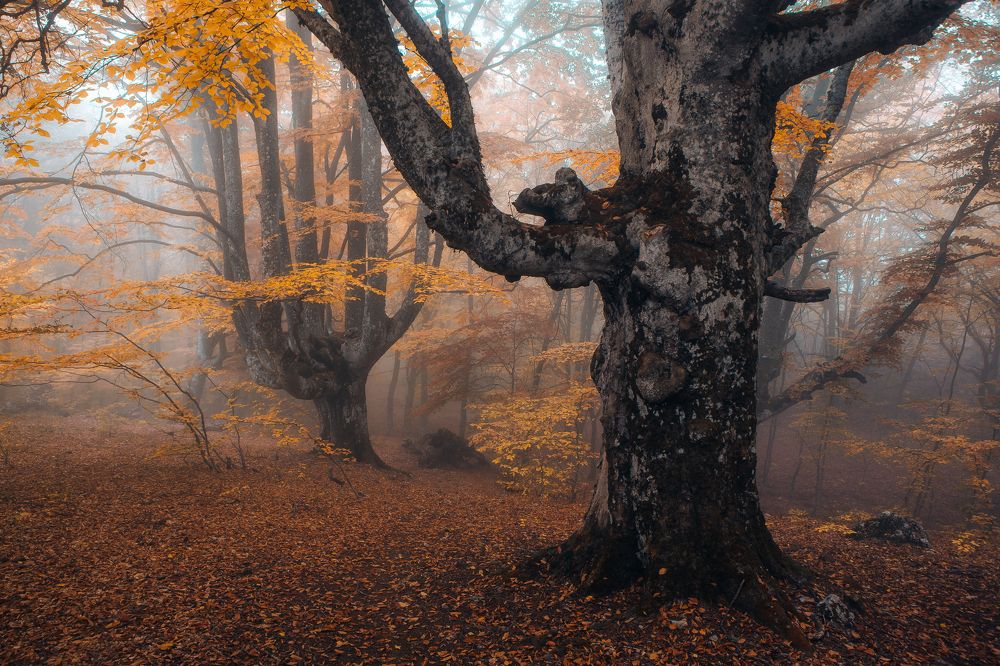 Фотография автора Алексей Новиков