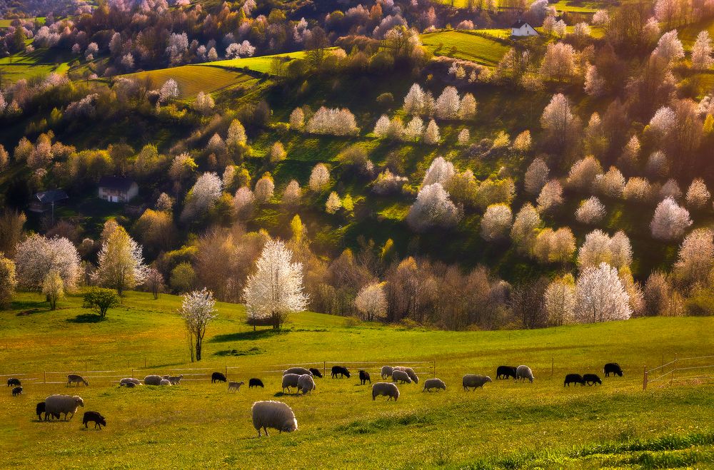 Spring on Hrinov meadows
