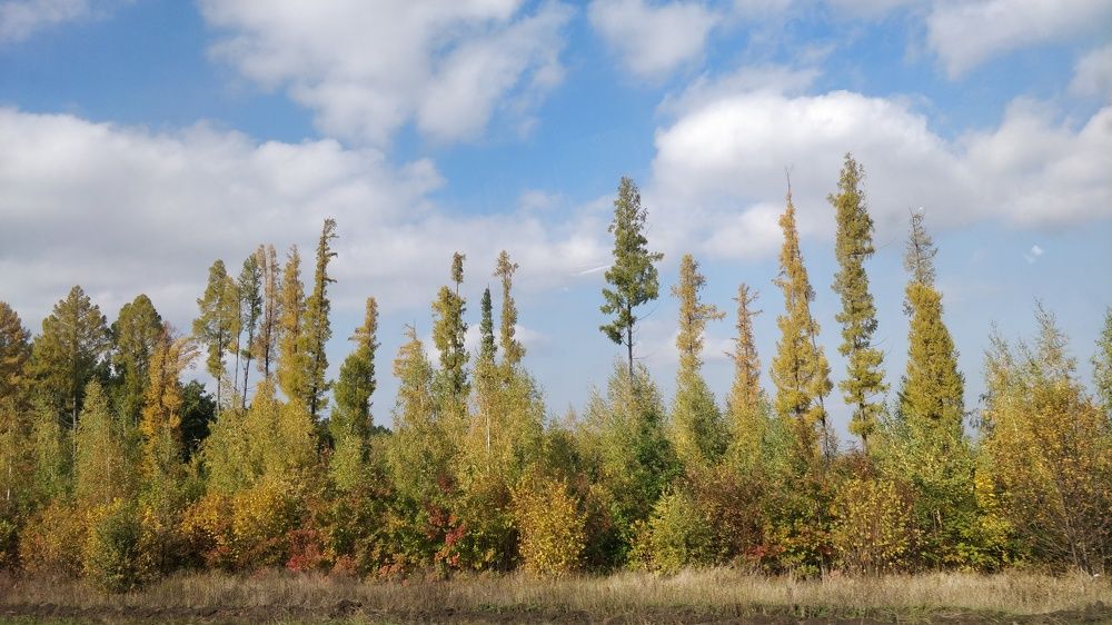autumn fence