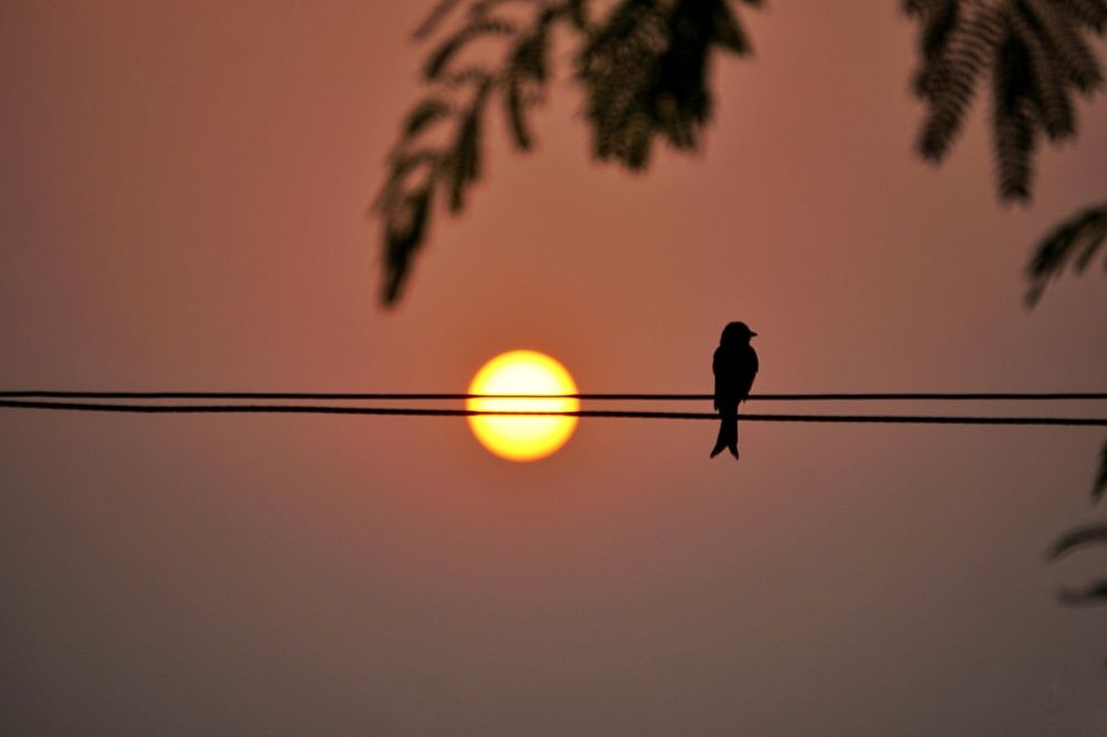 Silhouette and Sunset