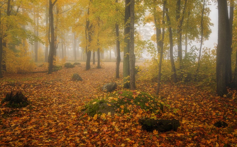 Золотые мои россыпи