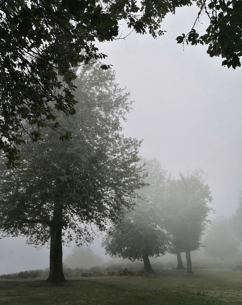 Trees in the fog
