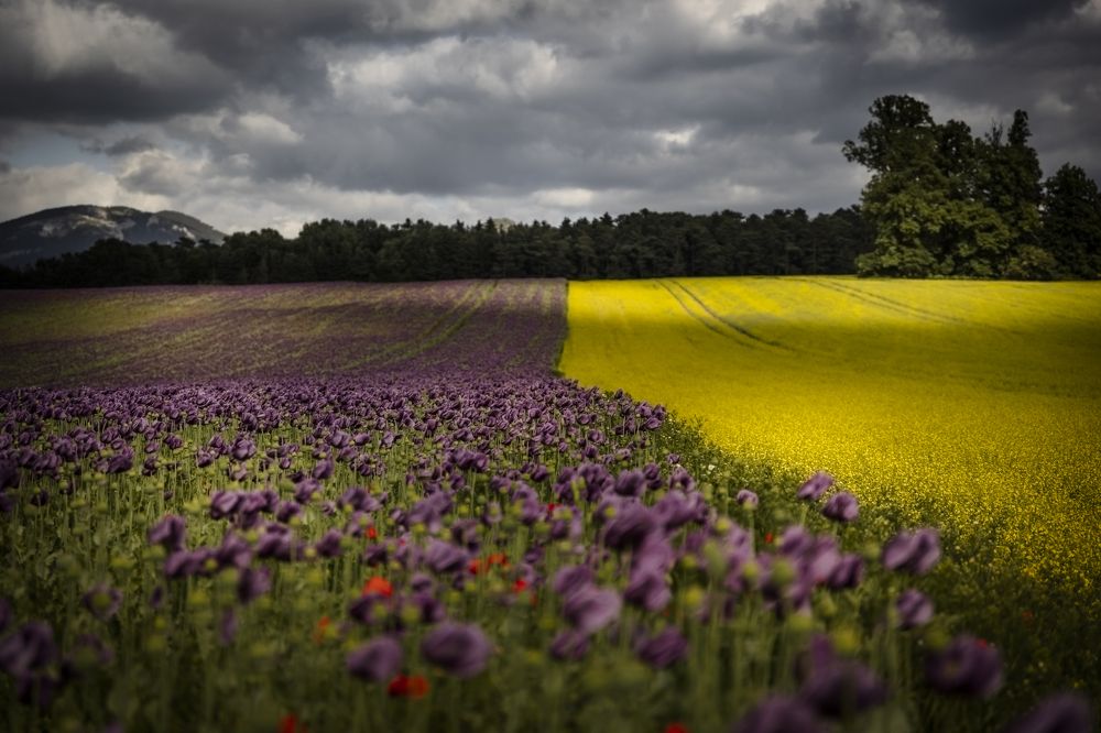 Photograph by Denisa Miazdrová