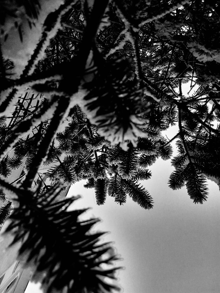 Зимнее вдохновение