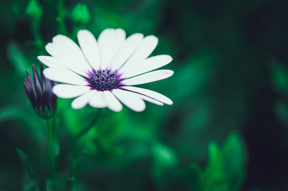 Photograph by Amel Mahmuljin