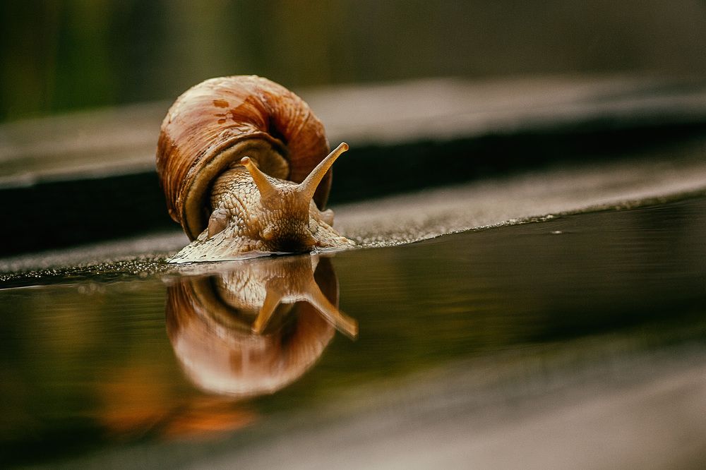 Фотография автора Олег Дашков