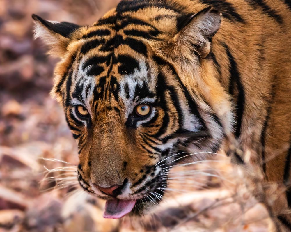 Фотография автора Subhash Panikar