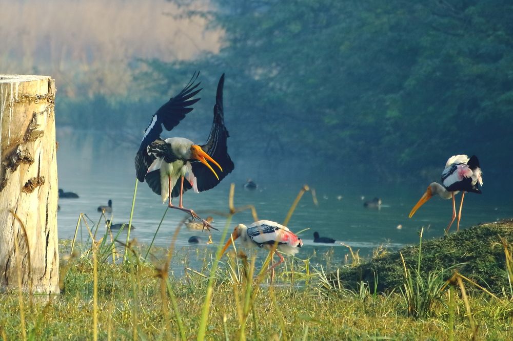 Landing Stork