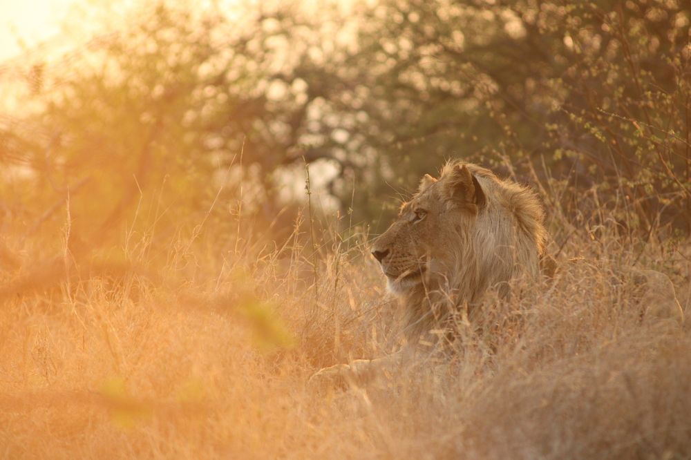 Young Male Lion and the Flamboyant orange sunset.