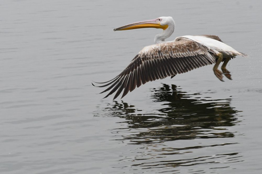 Pelican in flight