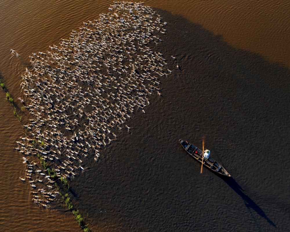 duck running in the field
