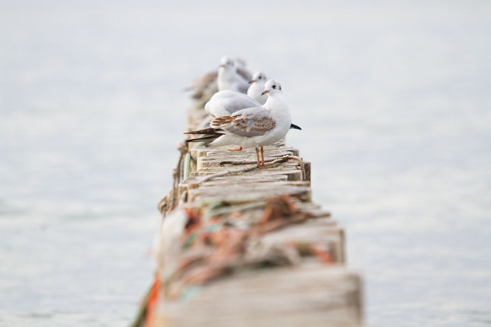 Photograph by Пайков Никита